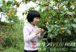 樱桃视频在线观看